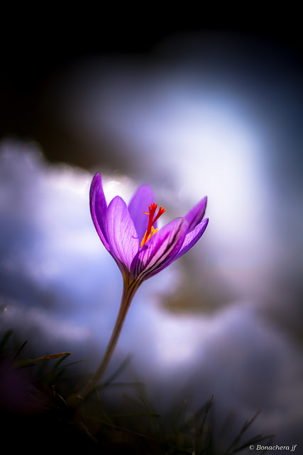 Crocus de corse