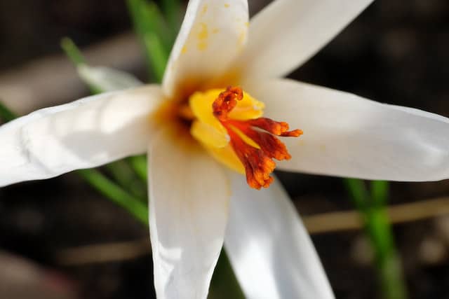 Crocus fleischeri (Crocus fleischeri)