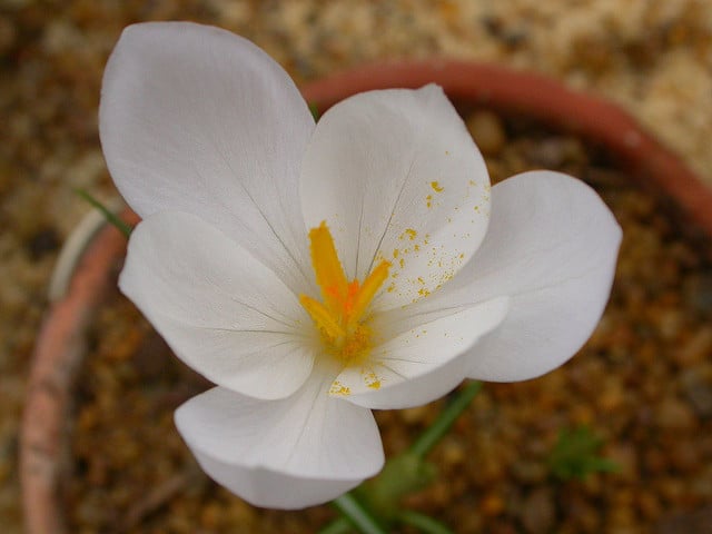 Crocus goulimyi (Crocus goulimyi)