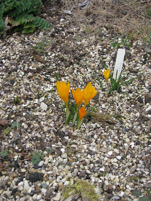 Crocus goulimyi