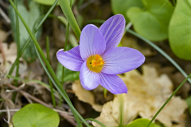 Crocus imperati (Crocus imperati)