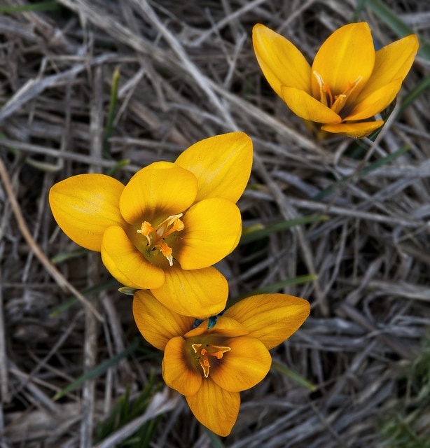 Crocus korolkowii (Crocus korolkowii)