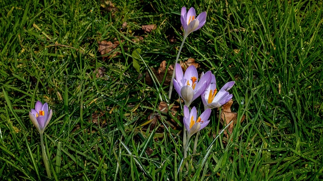 Crocus longiflorus