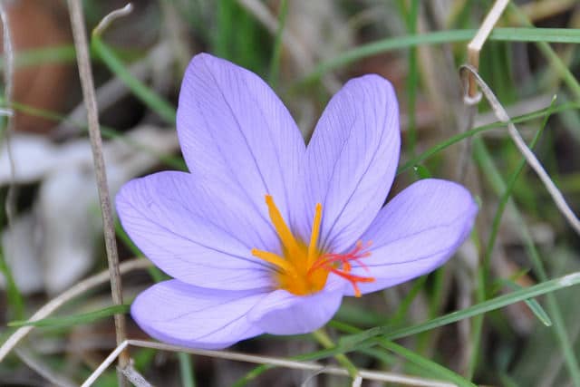 Crocus longiflorus (Crocus longiflorus)