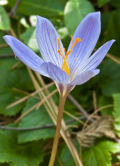 Crocus de ligurie