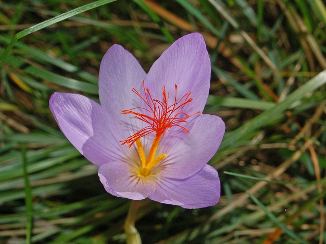 Crocus de ligurie