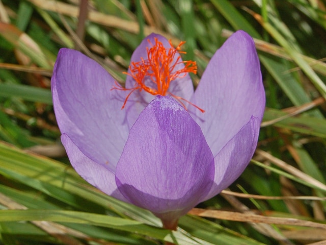 Crocus de ligurie