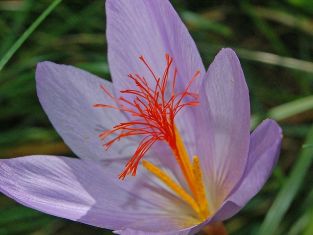 Crocus de ligurie (Crocus medius)