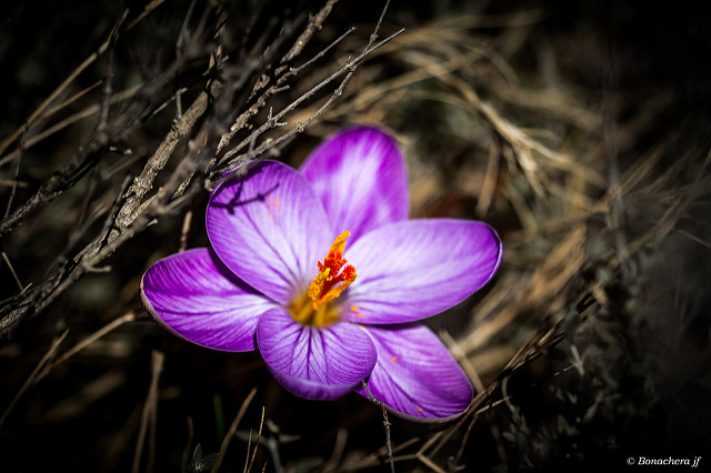 Petit crocus