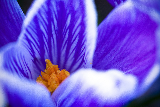 Petit crocus (Crocus minimus)