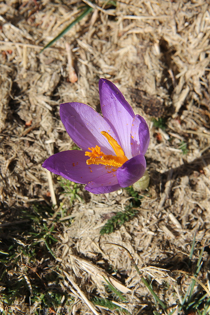 Crocus à fleurs nues