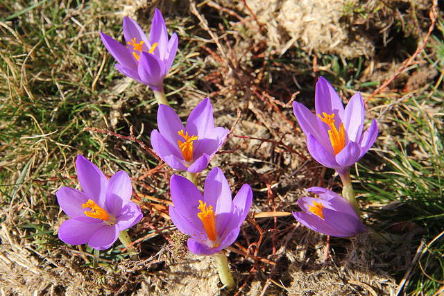 Crocus à fleurs nues