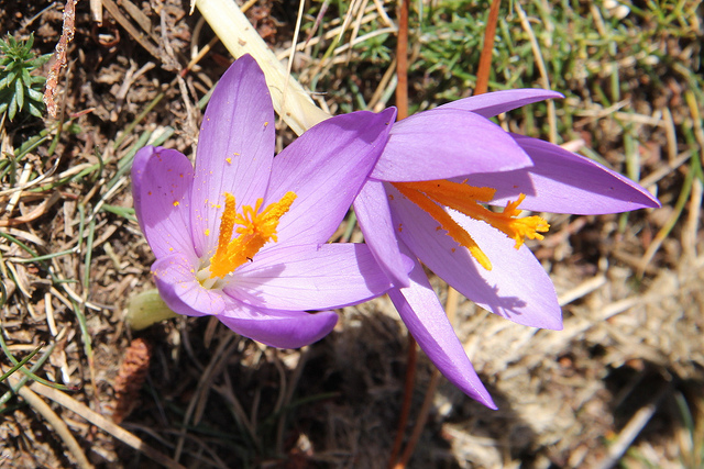 Crocus à fleurs nues