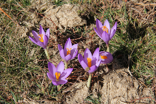 Crocus à fleurs nues