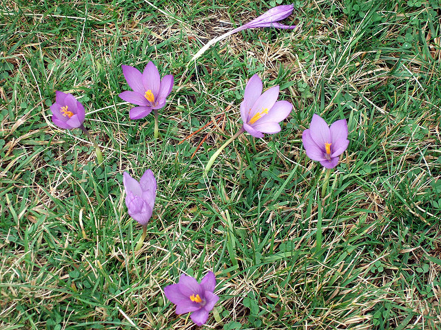 Crocus à fleurs nues