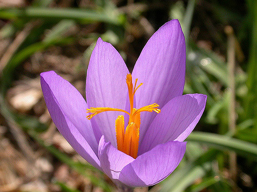 Crocus à fleurs nues (Crocus nudiflorus)