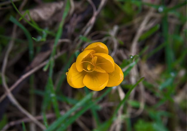 Crocus olivieri