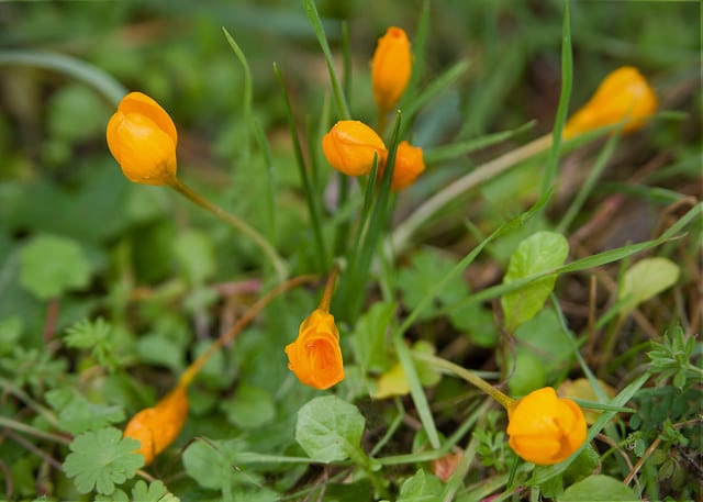 Crocus olivieri (Crocus olivieri)