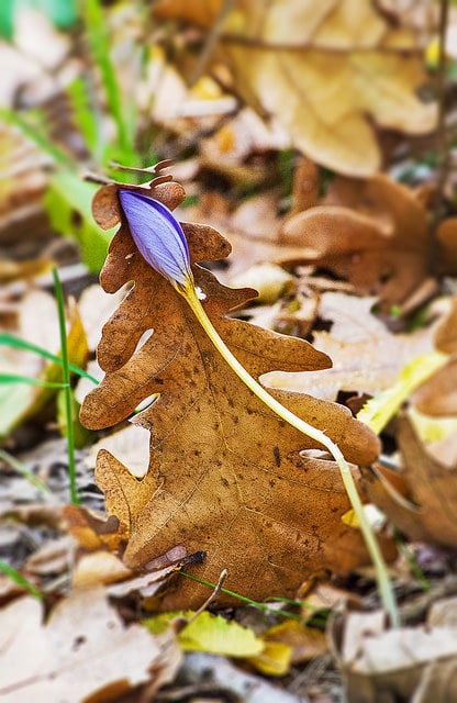 Crocus pulchellus