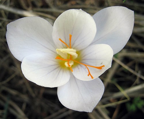 Crocus pulchellus
