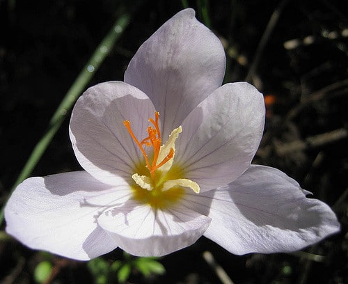Crocus pulchellus