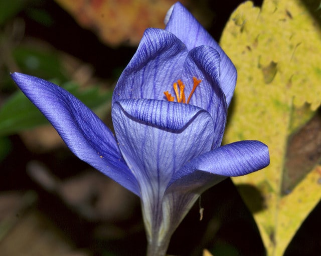 Crocus pulchellus