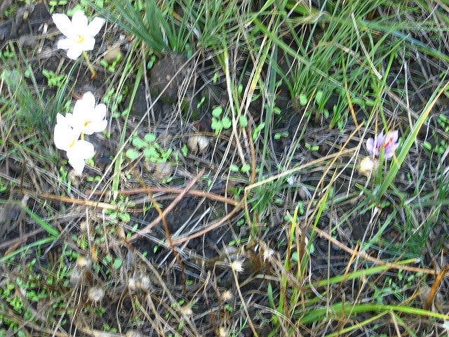 Crocus pulchellus (Crocus pulchellus)
