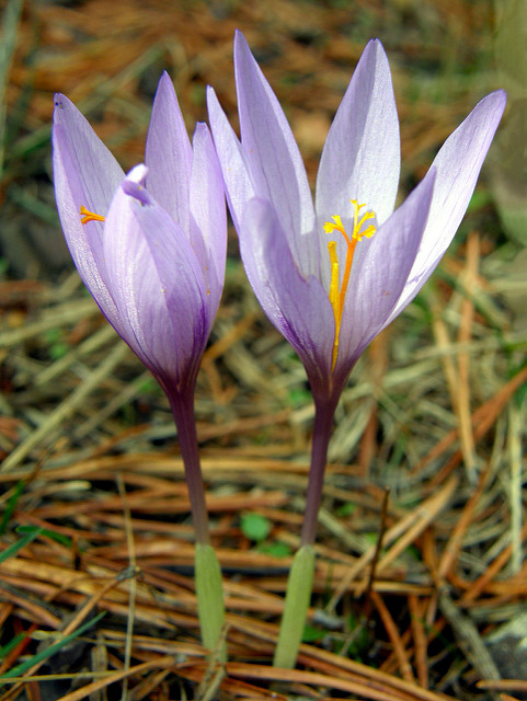 Crocus serotinus