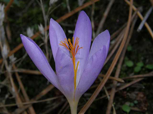 Crocus serotinus