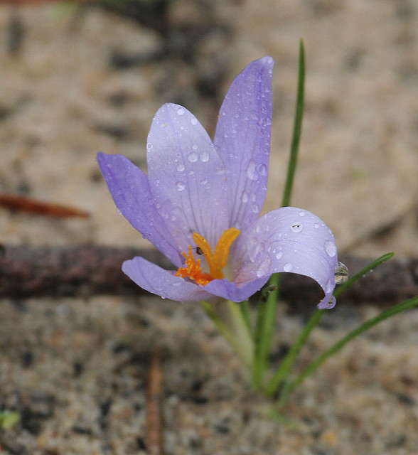 Crocus serotinus
