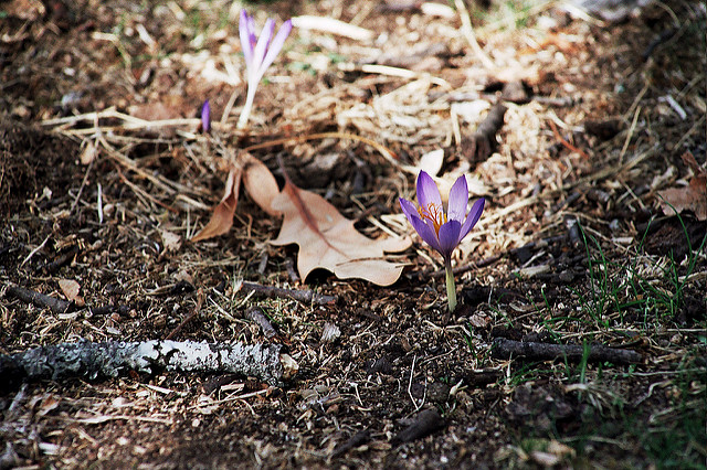 Crocus serotinus