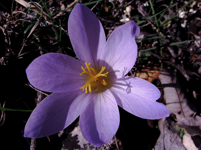Crocus serotinus (Crocus serotinus)
