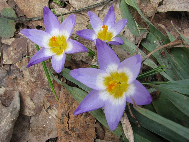 Crocus sieberi (Crocus sieberi)