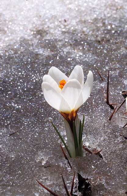 Crocus sieberi