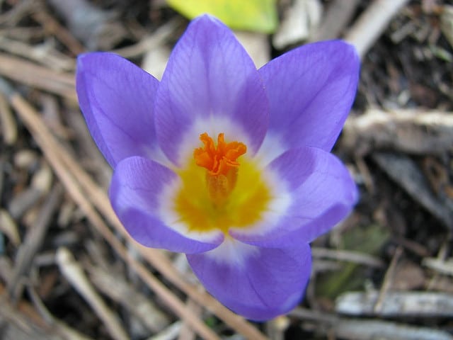 Crocus sieberi