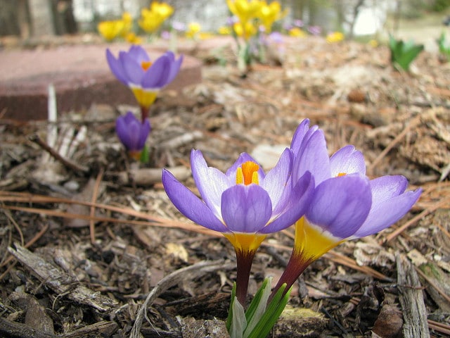 Crocus sieberi