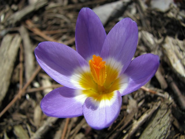 Crocus sieberi