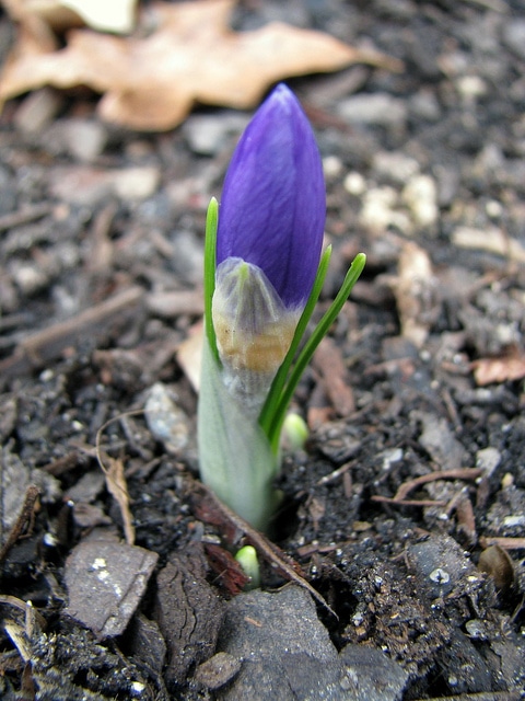 Crocus sieberi