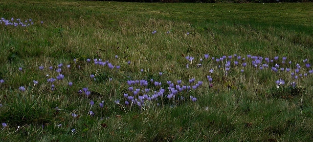 Crocus speciosus