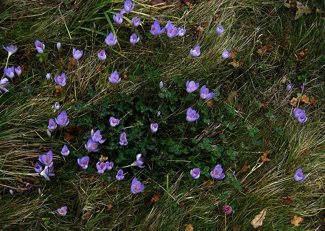 Crocus speciosus