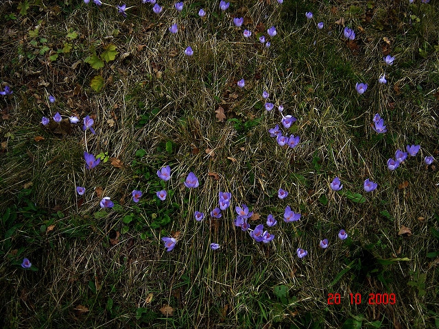 Crocus speciosus