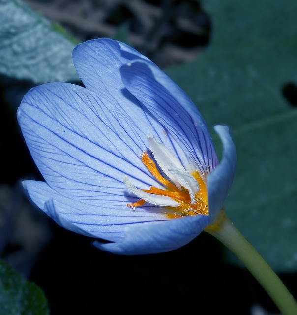 Crocus speciosus