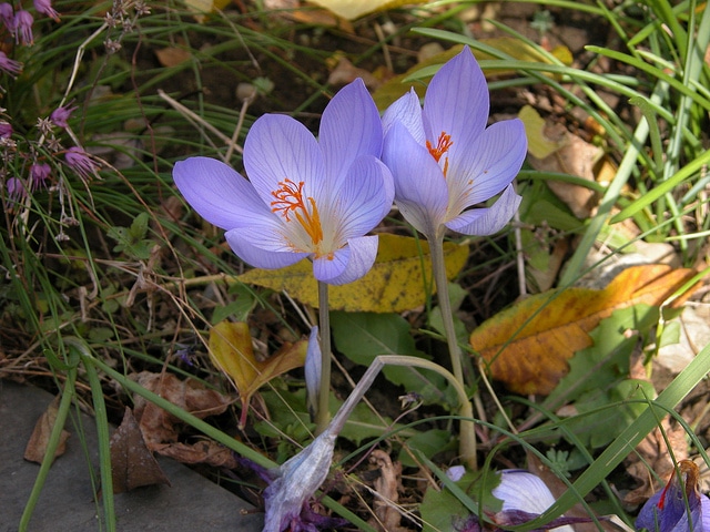 Crocus speciosus