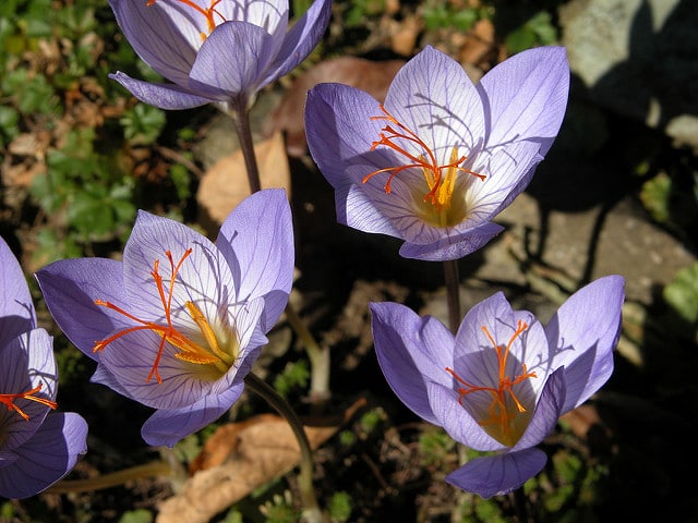 Crocus speciosus (Crocus speciosus)