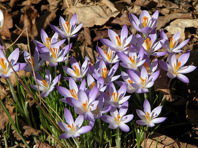Crocus de tommasini