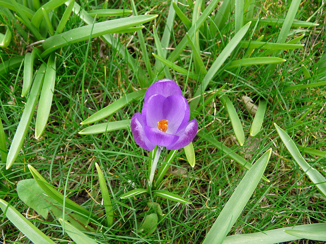 Crocus de tommasini