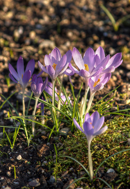 Crocus de tommasini