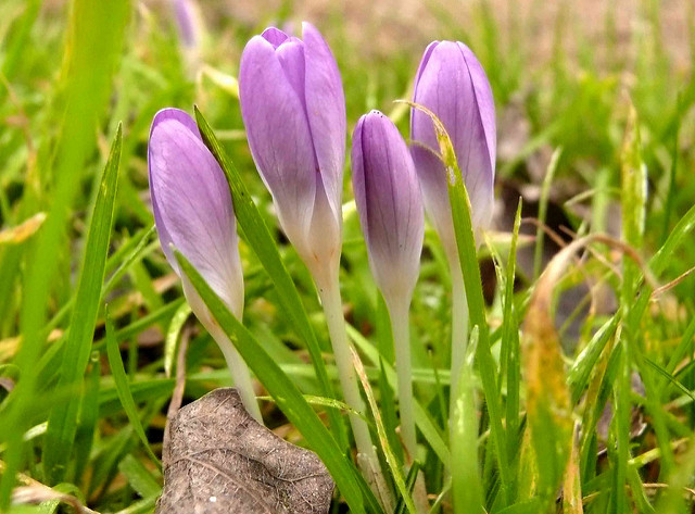 Crocus de tommasini