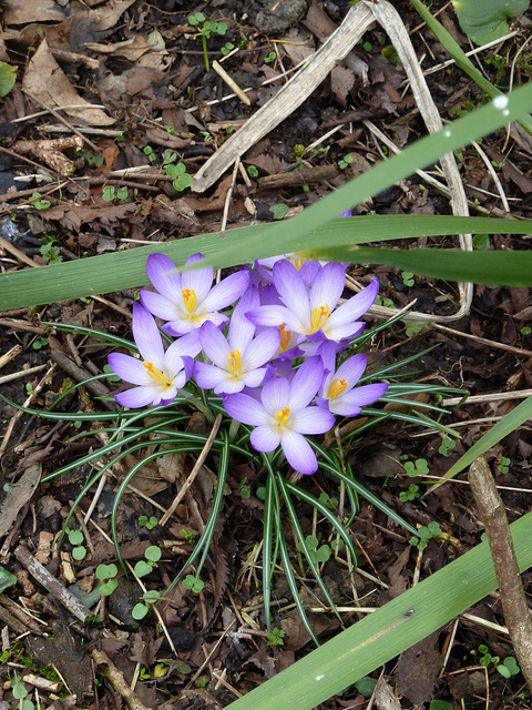 Crocus de tommasini
