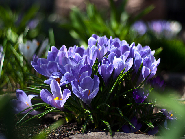 Crocus de tommasini (Crocus tommasinianus)